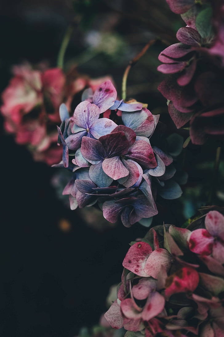 nature, flowers, hydrangea, HD wallpaper