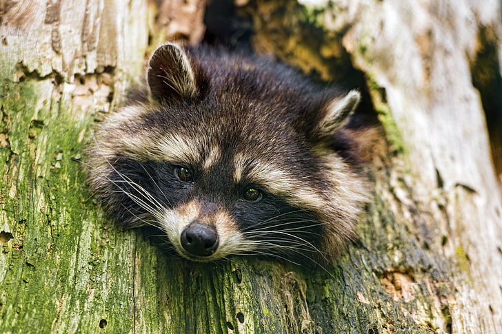 Animal, Raccoon, Funny, Head, Tree, HD wallpaper