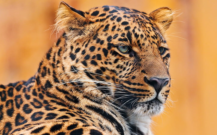 brown and black leopard, leopard, face, spotted, look, HD wallpaper