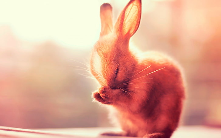 brown rabbit, rabbits, animals, HD wallpaper