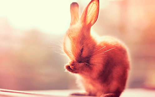 kelinci coklat, kelinci, binatang, Wallpaper HD HD wallpaper