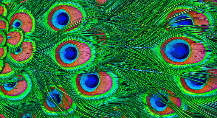 pavo real verde, rojo y azul, plumas, pavo real, colorido, Fondo de pantalla HD