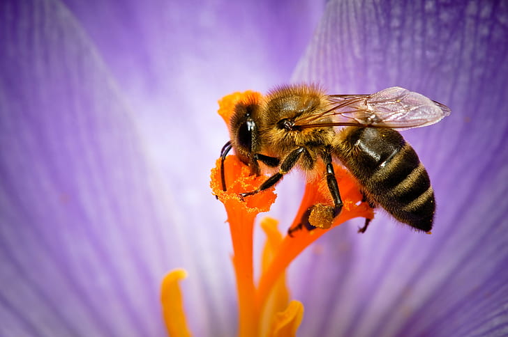 花に蜂のマクロ写真、マクロ写真、蜂、花、動物、花、クローズアップ、色、色、カラフル、色、詳細、植物、ハエ、庭、蜂蜜、昆虫、葉、生活、屋外、花びら、植物、花粉、季節、春、自然、マクロ、黄色、受粉、春、 HDデスクトップの壁紙