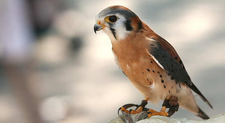 Elite Falcon, brauner und schwarzer Vogel, Tiere, Vögel, Falcon, Elite, HD-Hintergrundbild