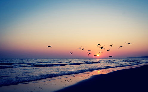 Bird silhouettes in the beach sunset, flight of birds, beaches, 2560x1600, bird, silhouette, sunset, HD wallpaper HD wallpaper