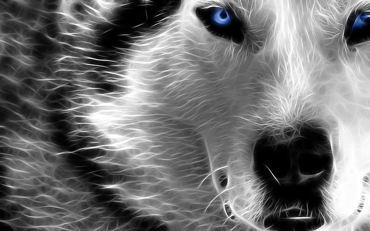Hunde selektive Färbung Wölfe Tiere Hunde HD Art, Hunde, selektive Färbung, HD-Hintergrundbild
