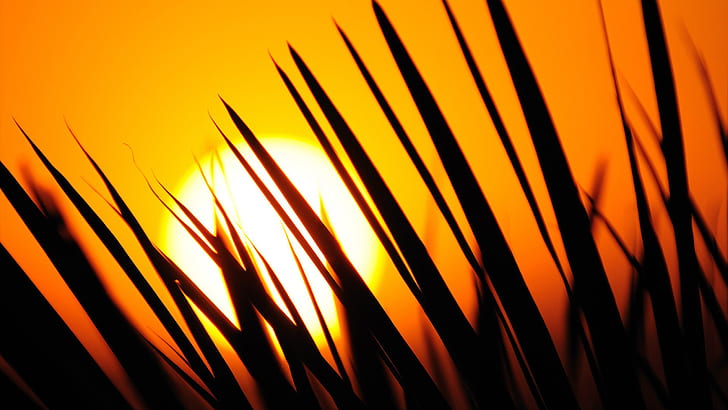 Sun Leaves Grass Silhouettes Desktop Hd Wallpaper 2595, HD wallpaper