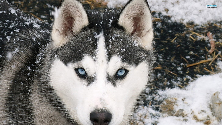 ไซบีเรียนฮัสกี้สีขาวและดำไซบีเรียนฮัสกี้สัตว์สุนัข, วอลล์เปเปอร์ HD