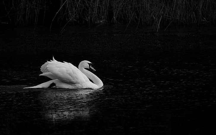 Черное озеро у белого лебедя, фотографии серого лебедя на воде, животные, птицы, белые, озеро, черно-белое, лебедь, HD обои