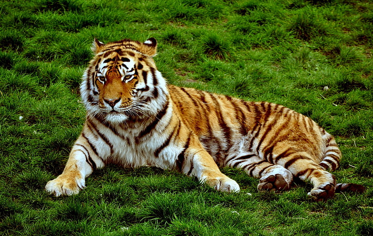 tiger beautiful backgrounds desktop, HD wallpaper