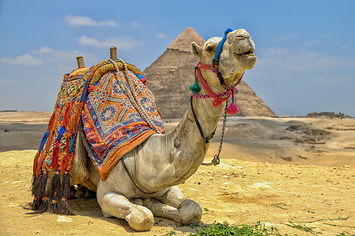 desierto, camello, pirámide, Fondo de pantalla HD