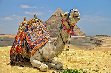 desierto, camello, pirámide, Fondo de pantalla HD HD wallpaper