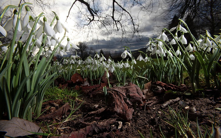 Spring Snowdrops, snowdrops, ที่ดิน, เมฆ, วอลล์เปเปอร์ HD