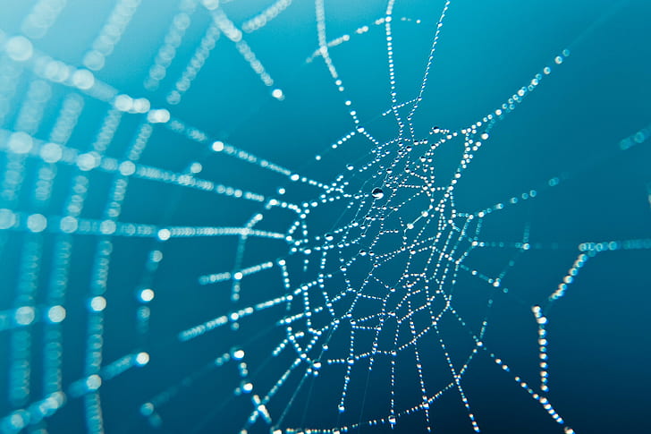 closeup, spiderwebs, HD wallpaper