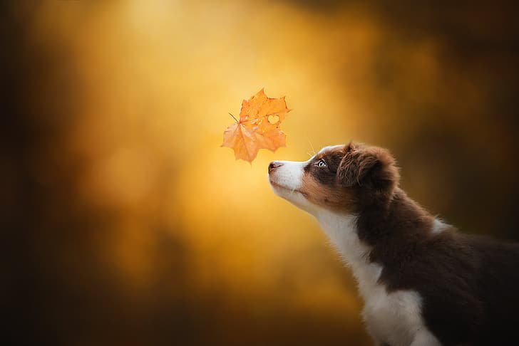 jesień, tło, pies, szczeniak, profil, twarz, liść klonu, bokeh, miniaturowy owczarek australijski, Mini Aussie, Tapety HD