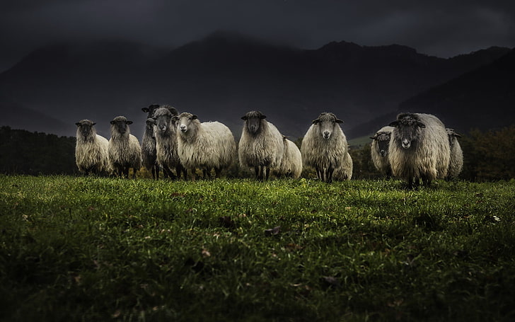 herd of sheeps, night, nature, sheep, HD wallpaper