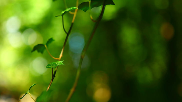 녹색 잎 배경, 단풍 사진 바탕 화면 눈, 녹색 잎 배경, 단풍 사진 바탕 화면 눈, HD 배경 화면