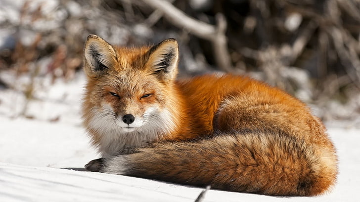 orange fox, nature, animals, fox, snow, HD wallpaper