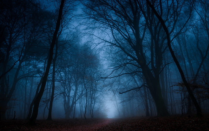 bare tree during nighttime digital wallpaper, autumn, forest, leaves, trees, branches, fog, the way, silhouette, HD wallpaper
