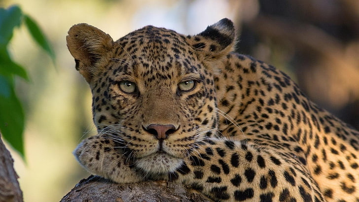 Gato salvaje, animal salvaje, leopardo, Fondo de pantalla HD |  Wallpaperbetter