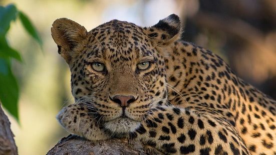Wildkatze, wildes Tier, Leopard, HD-Hintergrundbild HD wallpaper