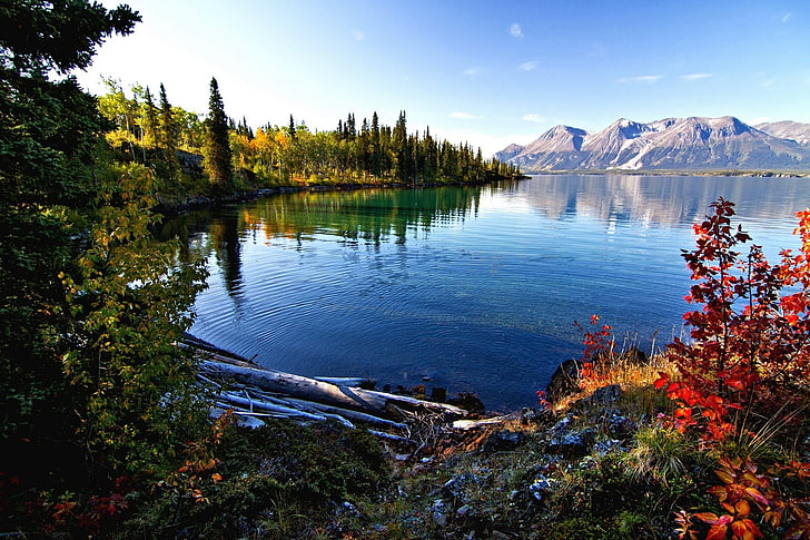 hutan hijau di dekat air, pohon berdaun hijau di samping danau, danau, gunung, musim gugur, pagi, hutan, semak, air, daun, British Columbia, alam, pemandangan, Wallpaper HD