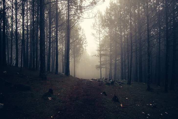 силует на гора, дървета, мъгла, гора, HD тапет