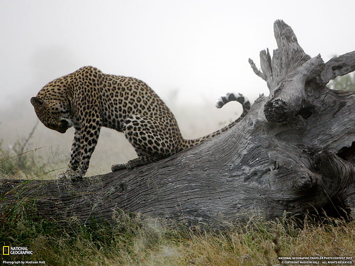 Leopard HD, ulusal coğrafi leopar fotoğrafı, hayvanlar, leopar, HD masaüstü duvar kağıdı