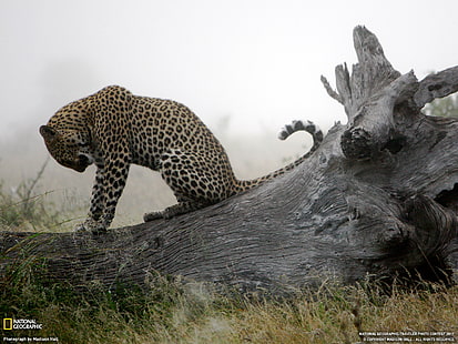 Leopard HD, nationellt geografiskt leopardfoto, djur, leopard, HD tapet HD wallpaper