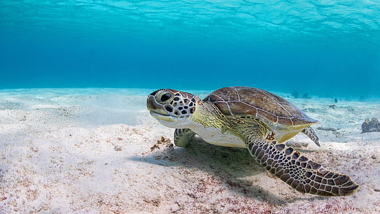sea, water, background, turtle, underwater world, sea turtle, at the bottom, HD wallpaper HD wallpaper