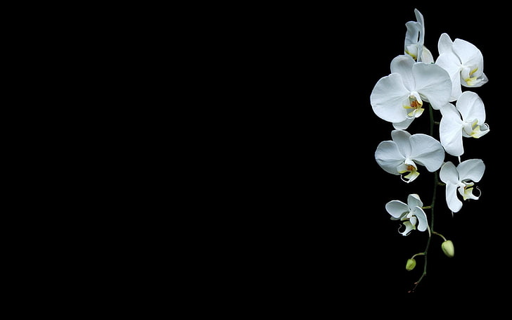 бели цветя, черен фон, орхидеи, бели цветя, цветя, растения, HD тапет