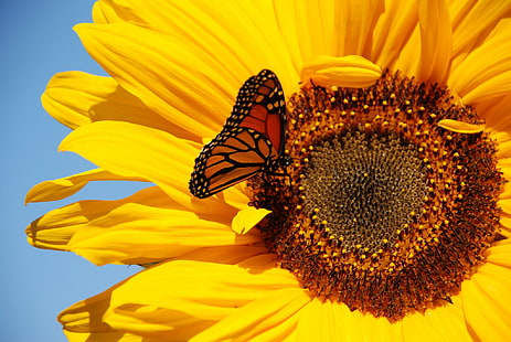 sunflower beautiful backgrounds desktop, HD wallpaper HD wallpaper