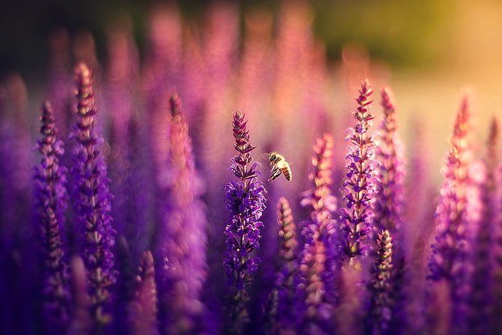 fioletowe kwiaty lawendy, pole, kwiaty, przyroda, pszczoła, liliowy, bokeh, lawenda, Tapety HD