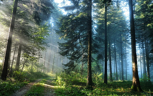ทิวทัศน์ต้นไม้ป่ายามเย็น 2560x1600 Nature Forests HD Art, Trees, Landscapes, วอลล์เปเปอร์ HD HD wallpaper