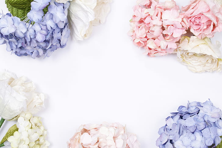 fond, fleurs, hortensia, Fond d'écran HD