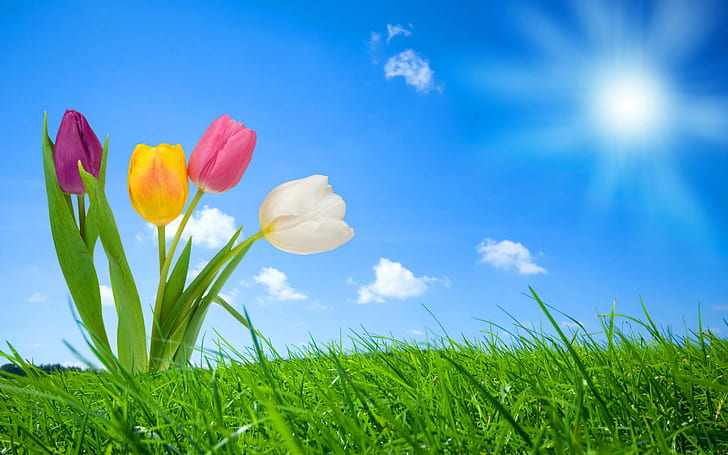 Spring Nature HD, białe, fioletowe, żółte i różowe tulipany, natura, kwiaty, wiosna, Tapety HD