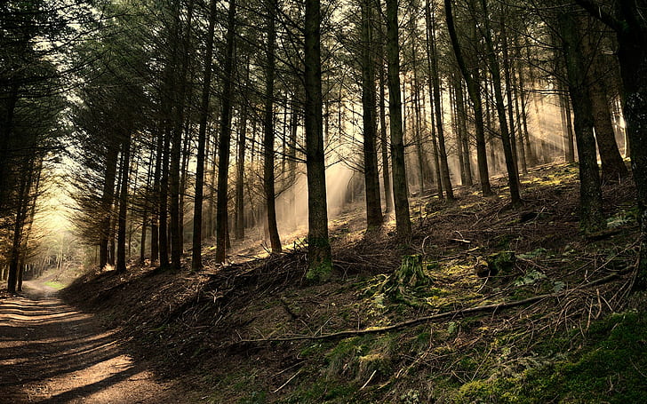 hutan, jalur, pohon, Wallpaper HD