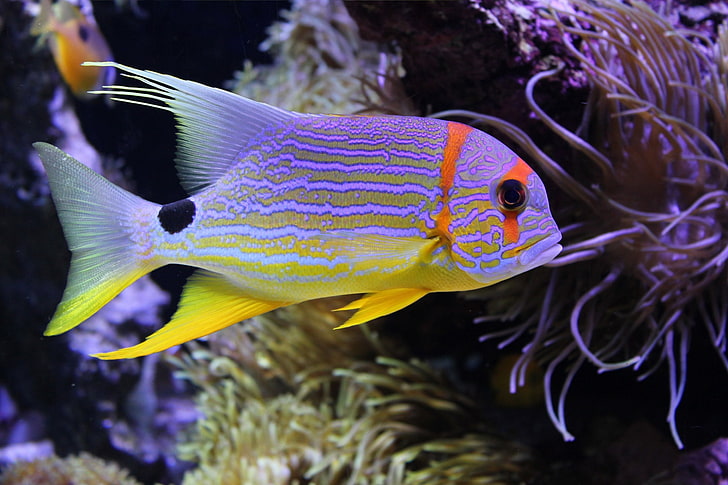 สัตว์ปลาใต้น้ำชีวิตในทะเลที่มีสีสัน, วอลล์เปเปอร์ HD