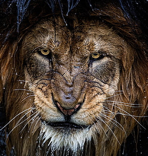 brunt lejon, natur, fotografi, lejon, stora katter, djur, porträtt, vattendroppar, HD tapet HD wallpaper