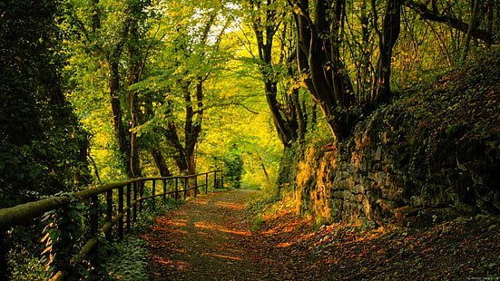 Sentiero nel bosco, paesaggio del percorso sulla foresta, paesaggio, foresta, autunno, legno, percorso, albero, Sfondo HD HD wallpaper