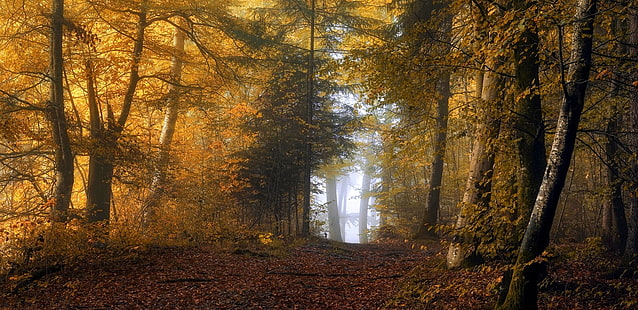 горска пътека, природа, пейзаж, мъгла, гора, есен, жълто, листа, пътека, слънчева светлина, храсти, дървета, HD тапет HD wallpaper