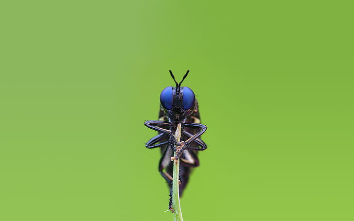 สัตว์แมลงบินมาโคร, วอลล์เปเปอร์ HD