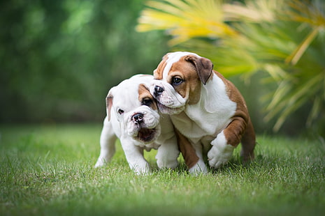 il gioco, cuccioli, una coppia, cani, bulldog inglese, Sfondo HD HD wallpaper