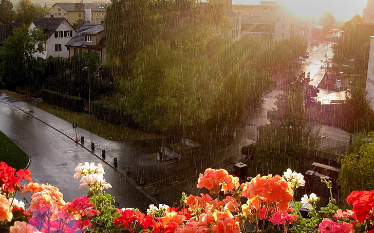 fleurs pétales roses, pluie, forte pluie, fleurs, rue, balcon, hauteur, humide, Fond d'écran HD