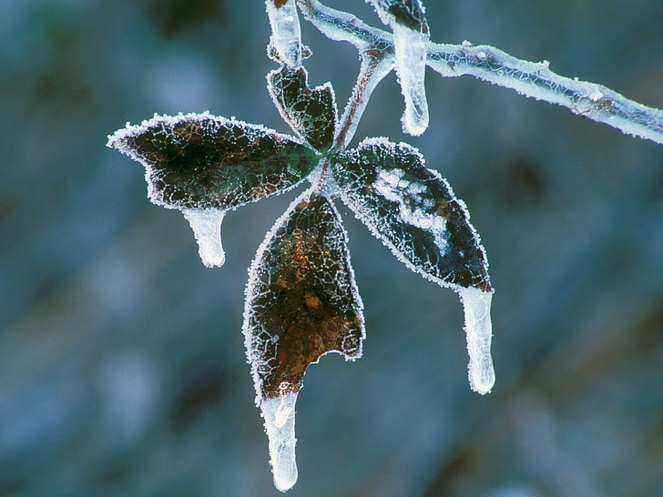 green leafed frosted plant, leaves, icicles, hoarfrost, cold, frost, winter, plant, HD wallpaper