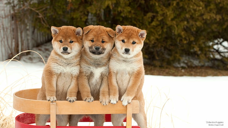 Cuccioli, cani Shiba Inu, Sfondo HD