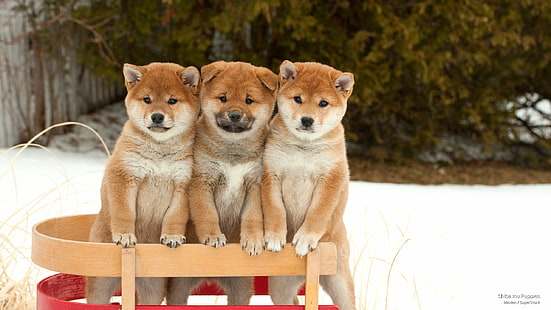 Shiba Inu Köpek Yavruları, Köpekler, HD masaüstü duvar kağıdı HD wallpaper