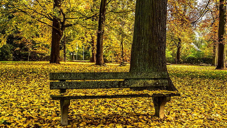 gray wooden bench, autumn, Park, bench, HD wallpaper