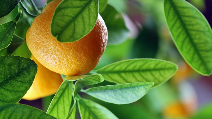Orange (Frucht), Frucht, Blätter, HD-Hintergrundbild