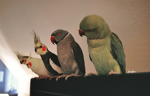 djur, fåglar, Cockatiel, indisk ringneck, undulat, papegoja, husdjur, HD tapet HD wallpaper